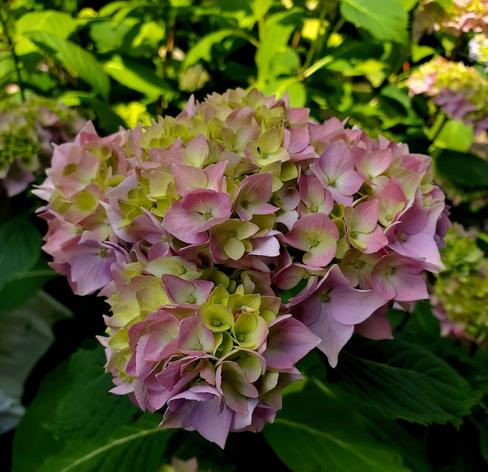 A close-up of a hydrangea flower cluster in a garden setting. The flower petals are primarily light pink, transitioning to shades of yellow and green toward the center of the blossom. Lush green leaves provide a dense backdrop, with other hydrangea clusters visible in the background. The lighting is dappled, creating highlights and shadows across the leaves and flowers.