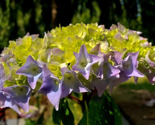 A close-up of a Hydrangea flower head, showcasing a mix of star-shaped petals. The top petals are yellow, while the lower ones display a gradient of white to pale purple.