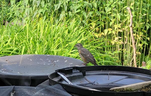 A young robin perched on the rim of a rain barrel system made out of garbage cans and window screens. It is looking for water that sometimes is high enough to be above the screens that are secured across the open tops of the garbage cans- making for a great bird bath. There is clean water in the upside-down garbage can lid behind it but that's being ignored. A brick weighs down that lid.

Behind this scene are mounds of daylilly leaves and stands of wild bergamot stems.