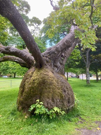 Base of this maple tree is a massive trunk created by a burl. At the top of this burl are multiple normal diameter trunks. 
Would make a nice round table on day.