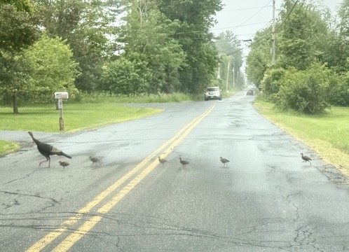 back road in NH and there’s a mother turkey crossing road with  6 little turkeys spread across the road at different distances trying to follow here. A car coming down the hill is slowing down to wait for the coast to clear.