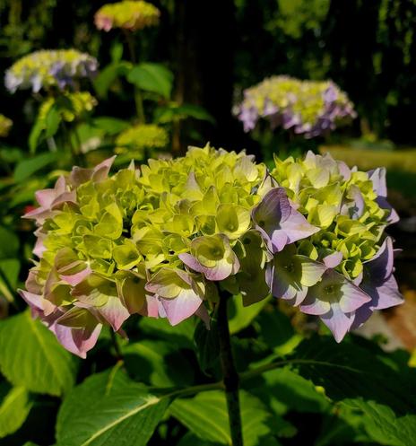 A close-up photograph showcases a vibrant hydrangea flower in full bloom. The petals display a delicate gradient, transitioning from light green at the center to soft purple at the edges. The flower is illuminated by sunlight, highlighting its intricate petal structure. Lush green leaves surround the flower, creating a natural background with two more blurred blooms behind.