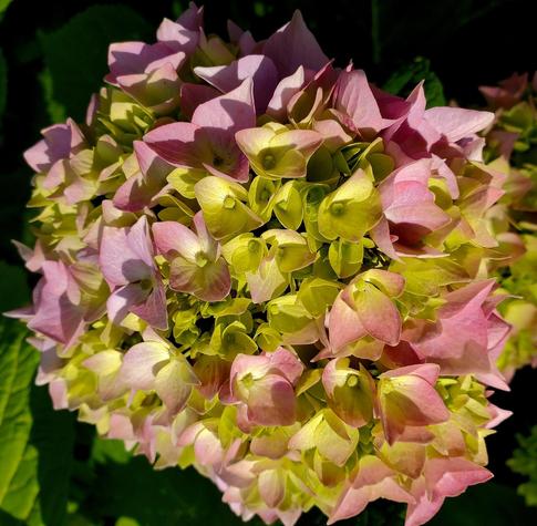 A close-up of a mature hydrangea flower head. The tightly packed florets are a mix of gentle pink and pale yellow-green, with some displaying both colors. Sunlight casts shadows across the bloom, highlighting the texture of the petals. In the background, dark green foliage provides a strong contrast to the delicate colors of the flower.