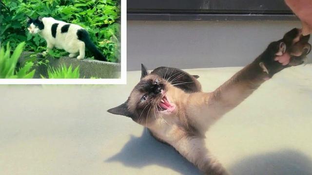 テラスでブチギレるシャム猫を遠くから野良猫が見ていた🔭