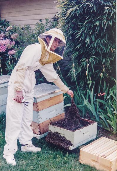 A lady in bee helmet and coveralls, is putting a stick covered with thousands of honey bees, into a super or bee box