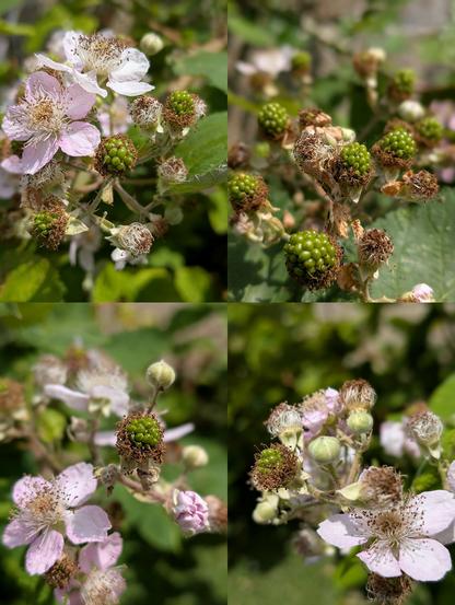 Four photos arranged in a 2 by 2 grid. Each photo is of different parts of a very large bramble bush showing some of the flowers and fruits on them. Each image is largely green with the leaves and the fruits which haven't started to ripen yet, but three of the photos also show some large open flowers of the bramble bush with their five pink petals and interior of white and yellow stamen. Bright sunshine illuminates everything.