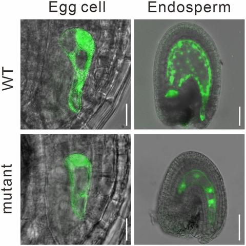 Egg cell and endosperm GFP micrographs of WT and mutant plants illustrate that FEMALE GAMETE MATURATION 1/PENTATRICOPEPTIDE REPEAT PROTEIN 4), a component of the mitochondrial ribosome large subunit, directly interacts with another mitochondrial protein GAMETE CELL DEFECTIVE 1 to play an essential role in maturation of the egg cell and central cell.