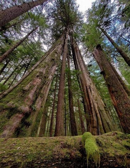 A low-angle shot of a dense forest focuses on tall, mature trees stretching upwards towards a partly cloudy sky. The massive trunks are textured with bark, and some are covered in bright green moss. In the foreground, a fallen log is also covered in the same vibrant moss. The overall impression is one of height, age, and the lush, damp environment of a temperate rainforest.