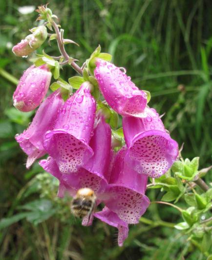 Foxgloves with bee, photocredit 1. Neu-Kelte