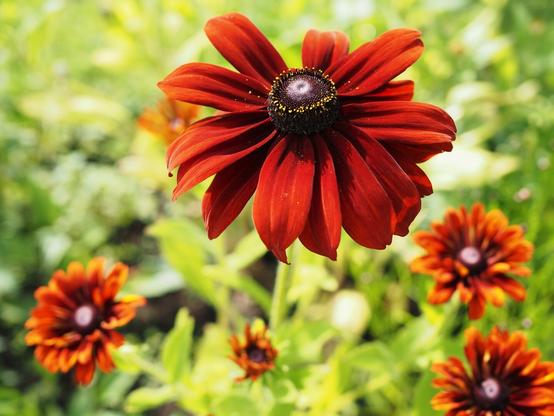 five yellow daisies which are actually red