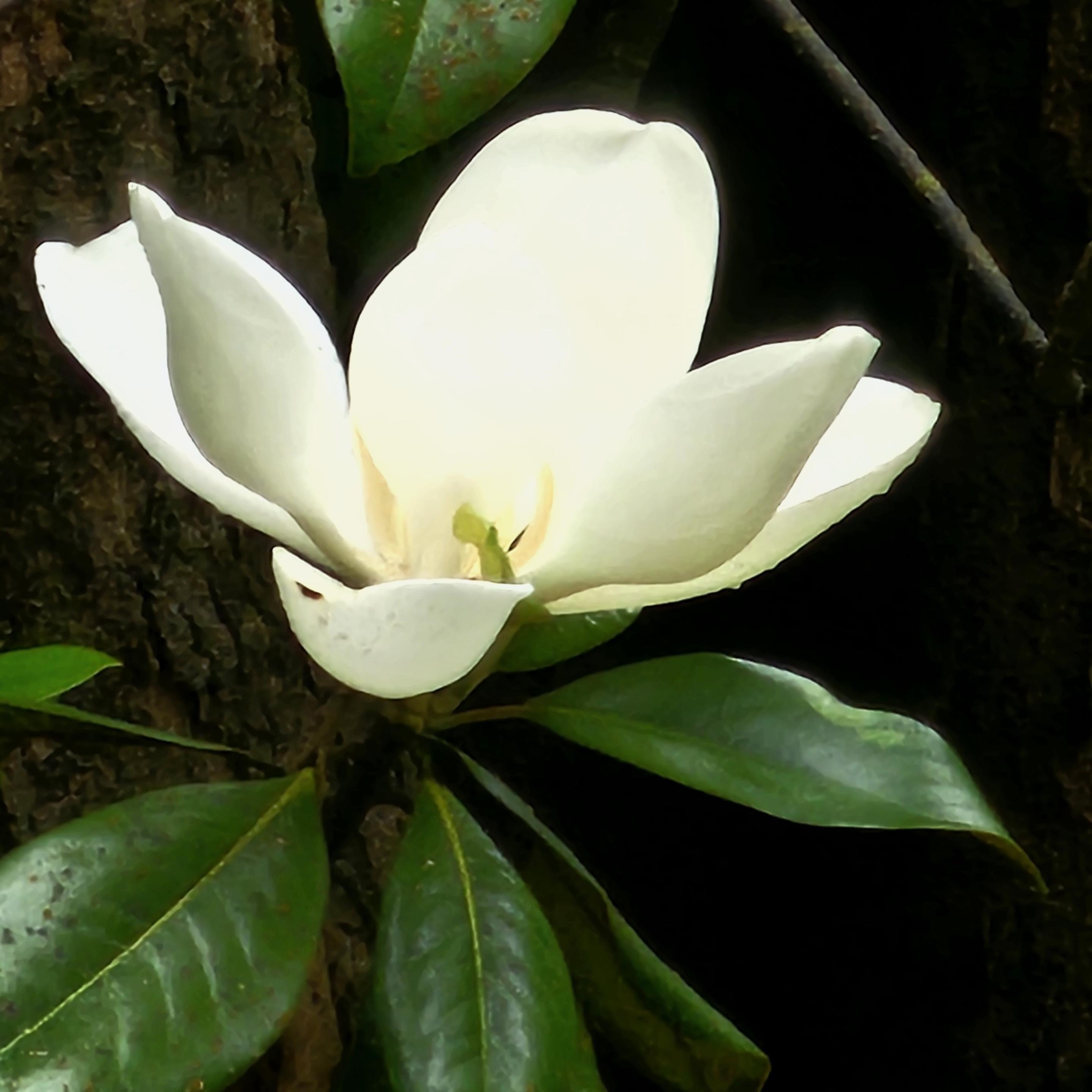 Photo of a white magnolia flower opened.