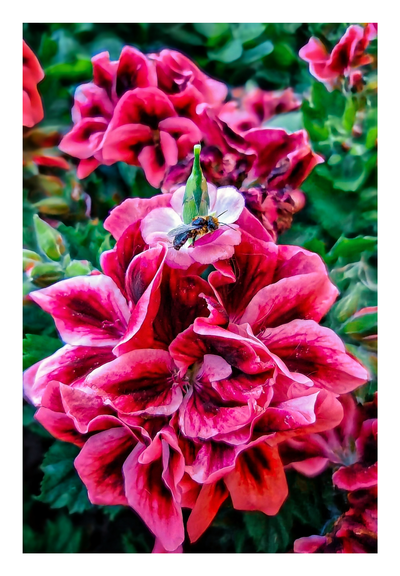 The photo is a close-up view of a vibrant pink and magenta/purple geranium flower. (Maybe it's a geranium - I'm not too sure). There is a small bee perched on top of a lighter-coloured central part of the bloom. The background is blurred but you can make out more geranium blossoms and bright green foliage. The focus of this photo is on the central flower and the bee.
