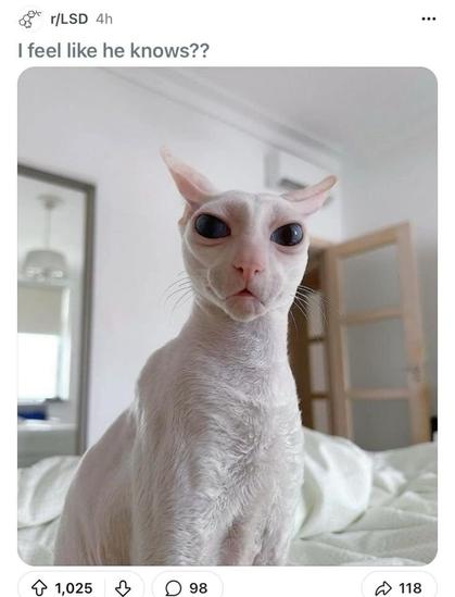 Picture of a very alien looking, short furred white sphynx cat with blue eyes looking straight into the camera captioned "I feel like he knows?", screencapped from r/LSD.