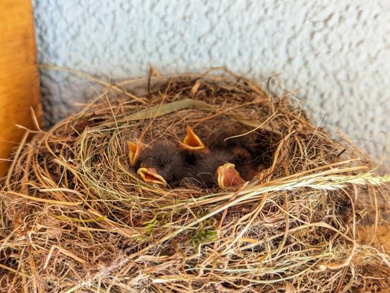 A close-up view of a bird's nest made of twigs, grass, and moss, nestled against a light-coloured wall. Inside, four tiny, dark-furred black redstart hatchlings huddle together. Three of the chicks have their beaks open or wide open, revealing bright yellow insides, as if awaiting food, while the other is partially obscured. The focus is sharp on the nest and its occupants.