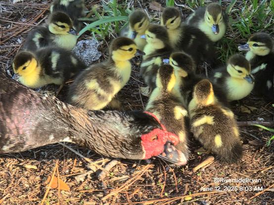 Papa Muscovy, usually very reluctant to assist with parenting duties, here watches over the newborn ducklings whilst mama is off feeding in the pond. This pair uses the same nest location often, and this is the very first time I've witnessed papa involved with the ducklings.