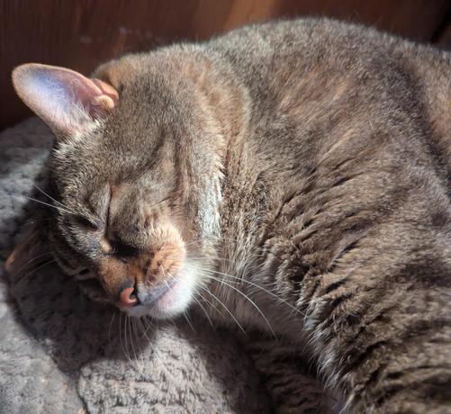 Waffles the three-legged, chonky, tabby cat, sleeping on his side, quite close up.