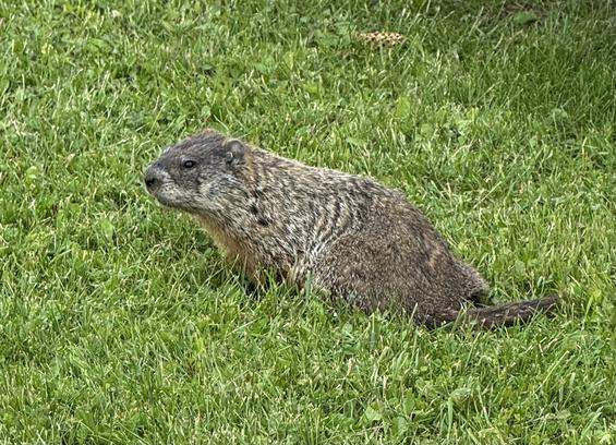 This is a close-up photo of a groundhog (also known as a woodchuck), sitting in a grassy area. The groundhog has coarse, brownish-gray fur with darker markings along its back and sides. Its head is slightly raised, and its small, rounded ears, black nose, and dark eyes are clearly visible. The animal’s short legs are tucked beneath its body, and its bushy tail extends behind it. The groundhog appears alert, as if it’s cautiously observing its surroundings. The lush green grass provides a vibrant contrast to the animal’s muted fur tones.