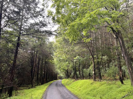 Gravel road bending through woods. Line of pines on the left. Woods on the right. Lush green everywhere.
