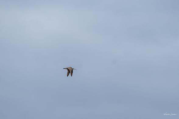 Whimbrel in flight against an overcast Cape May sky, wings curved and long downcurved bill clearly visible.