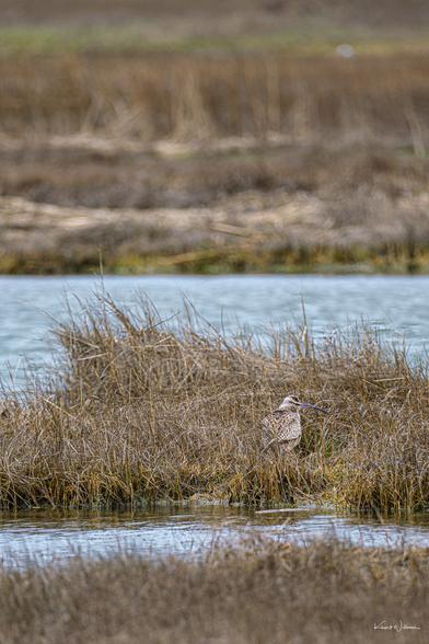 Whimbrel camouflaged among spring saltmarsh grasses beside a tidal creek in Cape May, New Jersey, seen during a birding boat tour.