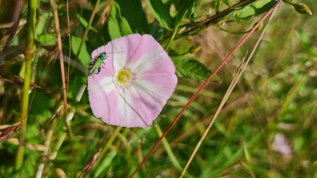 Einzelne Blüte von Ackerwinde in umgebendem Grün der Wiese
