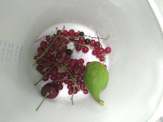 Groseilles, cerises, figues, fraises, cassis du jardin