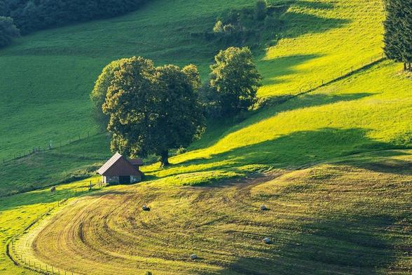 A tranquil landscape featuring a small house near a large tree on a grassy hillside, with rolling green fields and gentle shadows.