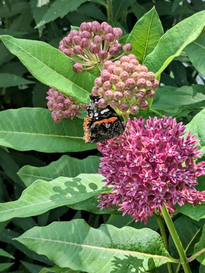 A butterfly with black wings striped with red and white is nectaring on purple milkweed flowers. Behind it are unopened buds and healthy-looking green leaves.
