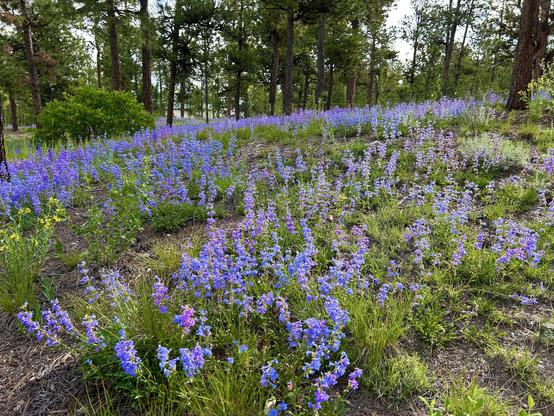 A clearing in a pine forest filled with millions of blue mist penstemon flowers.