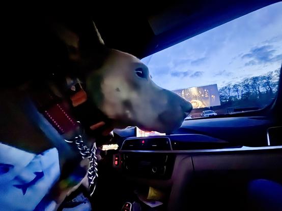 Dog in a shark shirt watching a drive-in movie.