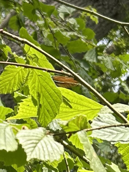Told you it was a rubbish photo! Photo show a hazel stem arcing from bottom right to top left with bright green leaves. Above one leaf are the brown looking wings of the demoiselle, whilst the shadow of its tail shows through the leaf