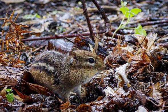 A chipmunk in the rain surrounded by leaves and sticks