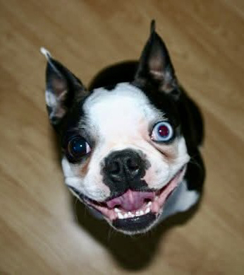 A Boston Terrier dog with one blue eye and one brown eye smiles up a the camera with a wide grin showing teeth and tongue