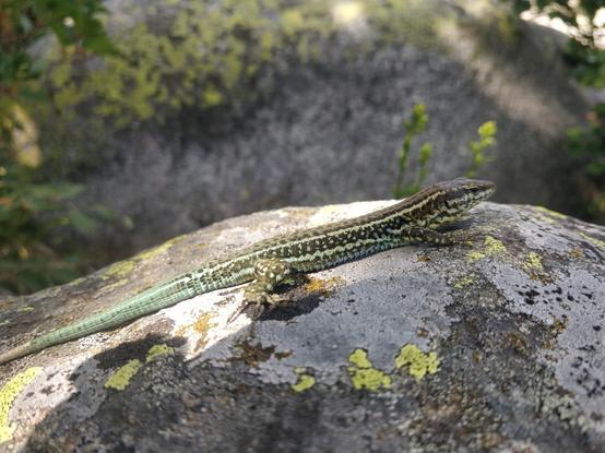 Photo d'un lezard sur une pierre