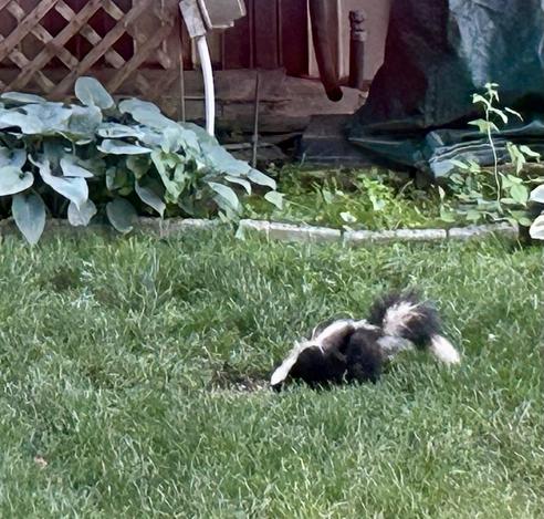 A skunk with a white tipped tail eats some bird seed beneath the feeders in the green (and overgrown) lawn. The lattice around the above-ground pool and still covered pool filter are in the background.