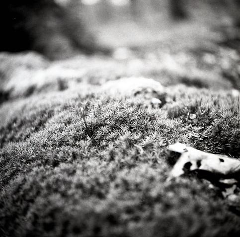 Close-up with very shallow depth of  field of a of lush patch of hair moss.
