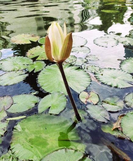 white water lily
