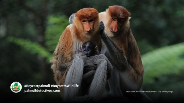 Widespread #PalmOil #Deforestation 🌴🚜🔥 is pressuring Proboscis #Monkeys 🐒🐵 and Silvery Lutungs to have hybrid offspring. This unusual behaviour has researchers worried. Help irreplaceable monkeys survive! #Boycottpalmoil 🌴🩸☠️🚫 #Boycott4Wildlife https://palmoildetectives.com/2022/08/18/a-mystery-monkey-in-borneo-may-be-a-rare-hybrid-between-a-proboscis-monkey-and-silvery-lutung/?utm_source=mastodon&utm_medium=Palm+Oil+Detectives&utm_campaign=publer