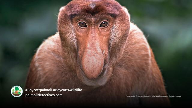 Widespread #PalmOil #Deforestation 🌴🚜🔥 is pressuring Proboscis #Monkeys 🐒🐵 and Silvery Lutungs to have hybrid offspring. This unusual behaviour has researchers worried. Help irreplaceable monkeys survive! #Boycottpalmoil 🌴🩸☠️🚫 #Boycott4Wildlife https://palmoildetectives.com/2022/08/18/a-mystery-monkey-in-borneo-may-be-a-rare-hybrid-between-a-proboscis-monkey-and-silvery-lutung/?utm_source=mastodon&utm_medium=Palm+Oil+Detectives&utm_campaign=publer