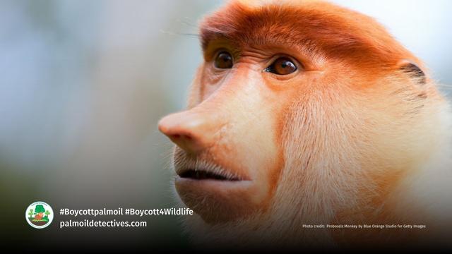 Widespread #PalmOil #Deforestation 🌴🚜🔥 is pressuring Proboscis #Monkeys 🐒🐵 and Silvery Lutungs to have hybrid offspring. This unusual behaviour has researchers worried. Help irreplaceable monkeys survive! #Boycottpalmoil 🌴🩸☠️🚫 #Boycott4Wildlife https://palmoildetectives.com/2022/08/18/a-mystery-monkey-in-borneo-may-be-a-rare-hybrid-between-a-proboscis-monkey-and-silvery-lutung/?utm_source=mastodon&utm_medium=Palm+Oil+Detectives&utm_campaign=publer