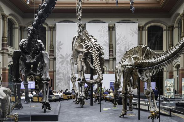 Man sieht Dinosaurierskelette im Ausstellungsraum des Naturkundemuseums, während Besucher in Reihen sitzen und einem Vortrag zuhören.