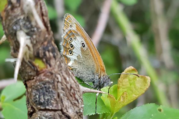 Halb hinter einem dornigen Holz auf einem Blatt sitzt ein orange-braun-weißer Schmetterling. Die Flügel sind zusammengeklappt, man sieht die Unterseite.