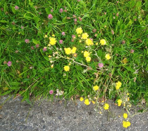 some tiny flowers growing in grass verge to brighten my daily walk.