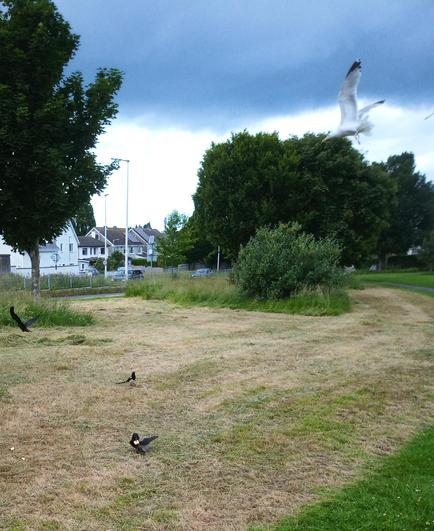 a crow with cracker in beak with a magpie following to see if there's more to be grabbed. above a sea gull is annoyed to be beaten to the cracker.