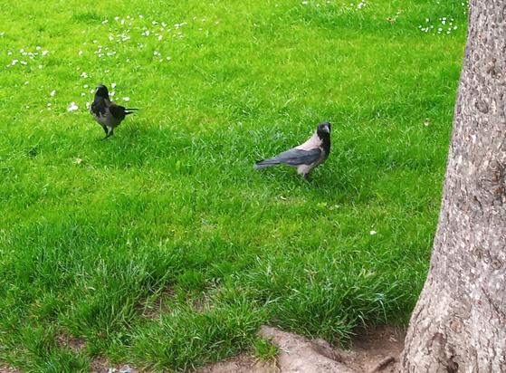 2 crows follow me to nearest tree where i drop crackers out of sight of the gulls above. 1 crow did take 2 crackers so i had to drop a 3rd cracker for 2nd crow.