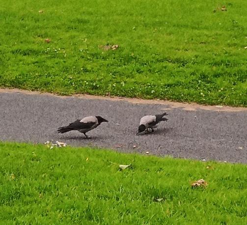 2 crows stop me for crackers in green space.