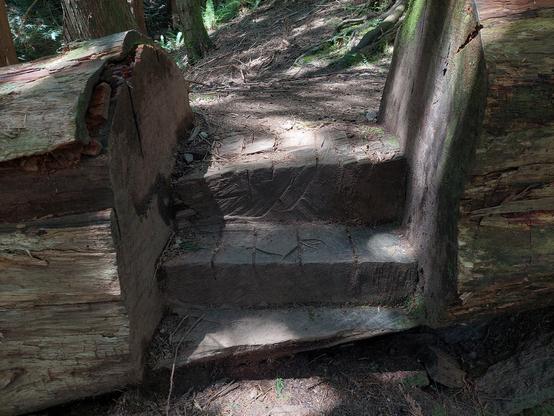 a fallen tree, through which has been carved a footpath and three steps down from higher ground to lower ground, rather than remove the (very large) tree entirely; light conditions on this day were soft shade with speckled patches of sunlight