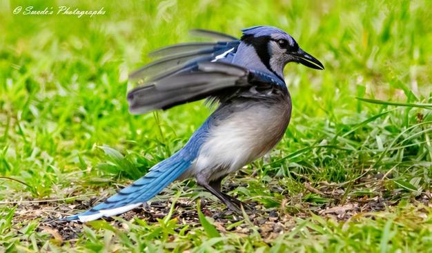 "The blue jay in this image is captured mid-motion, either landing or launching from the grass. Its wings are partially spread, revealing a dazzling pattern of blues, blacks, and whites. The sunlight plays against its plumage, intensifying the richness of its cobalt and sky-blue feathers. A soft grayish-white belly contrasts with the bold markings, and its sharp black beak is poised, embodying a sense of determination and energy. Its dark, alert eyes track movement with precision. The grass beneath it—an uneven mix of greens and browns—adds texture, grounding the moment in a natural setting. This fleeting instant, caught in the rhythm of nature, evokes both elegance and agility." - Copilot