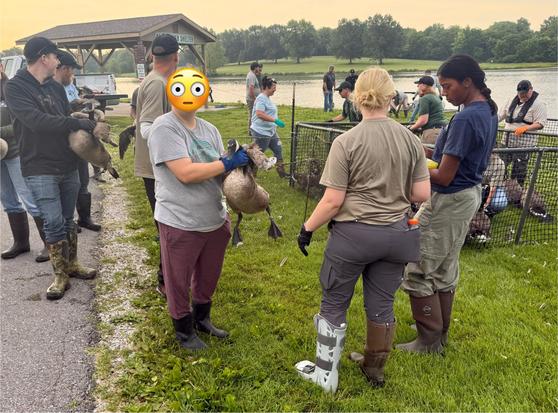 A number of conservation, fish and wildlife and naturalist types of all ages, genders and diversities, helping in organized chaos to sort, classify sex, and band wild Canada geese population