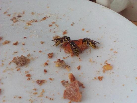 Foto im Querformat. Auf einem weißen Teller sitzen drei Wespen um einen großen Klecks orange-farbene Marmelade herum. Um sie herum liegen Brötchenkrümel.